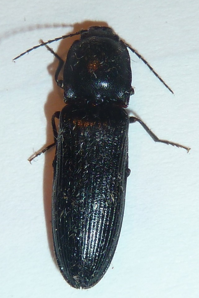 Splitted Click Beetle