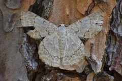 Pingasa rufofasciata