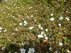 Samolus repens repens