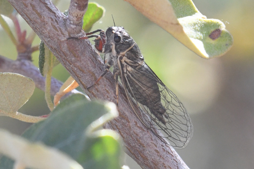 Platypedia scotti