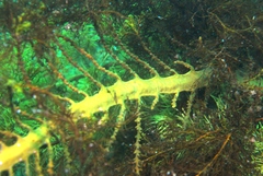 Cystophora moniliformis