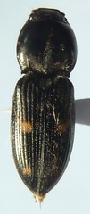 Paracardiophorus
