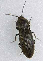 Cardiophorus