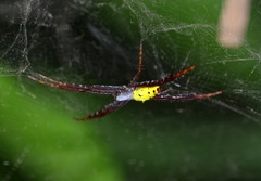 Cyrtophora cylindroides