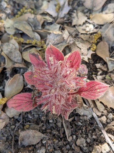 Nine Mile Canyon phacelia (Phacelia novenmillensis)