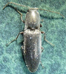Corymbitodes lobatus
