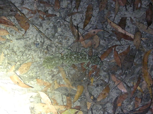 Saltuarius wyberba