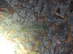Carphodactylidae