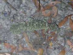 Carphodactylidae