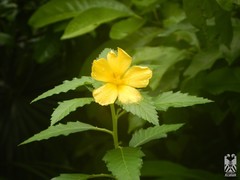 Passifloraceae