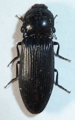 Hemicrepidius morio