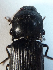 Hemicrepidius morio