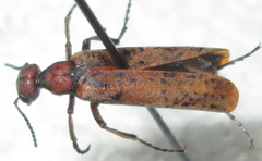 Australytta spilotella