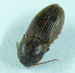 Agriotes lineatus