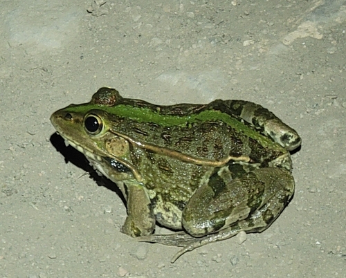 Black-spotted Frog