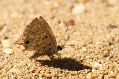 Pseudochrysops bornoi