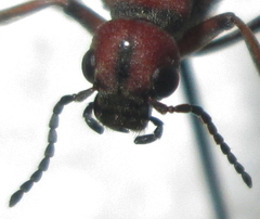 Australytta spilotella