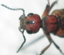 Australytta spilotella