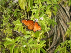 Danaus eresimus montezuma