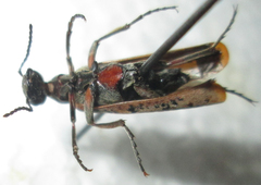 Australytta spilotella