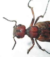 Australytta spilotella