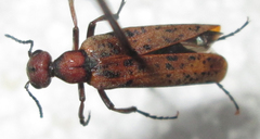 Australytta spilotella