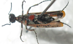 Australytta spilotella