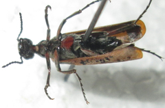 Australytta spilotella