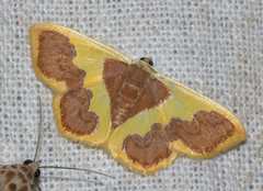 Plutodes transmutata