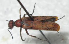 Australytta spilotella