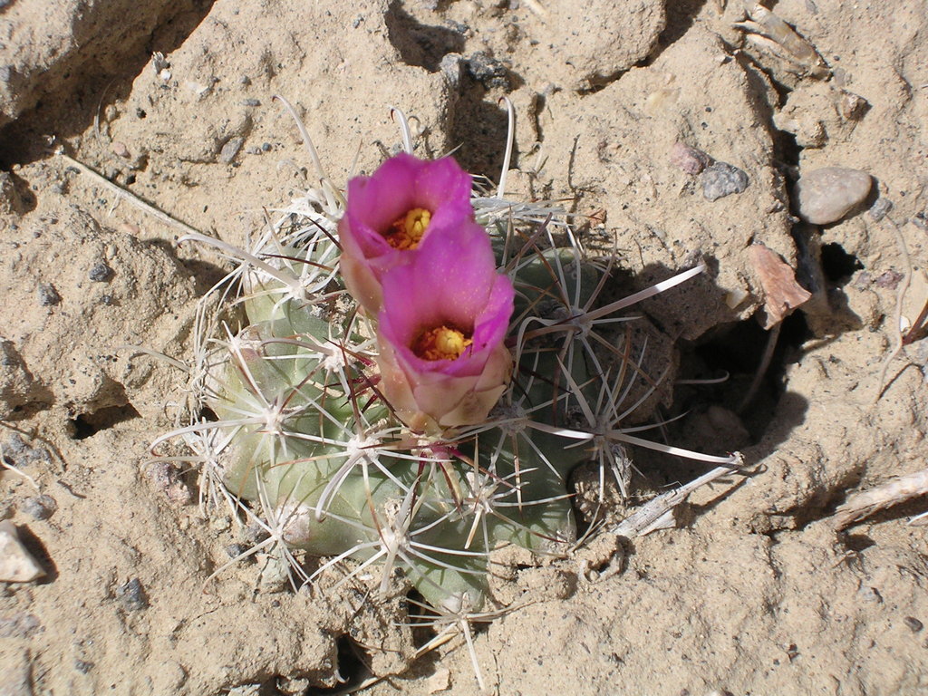 Wright's fishhook cactus