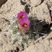 Wright's Fishhook Cactus - Photo (c) Walter Fertig, some rights reserved (CC BY-NC), uploaded by Walter Fertig