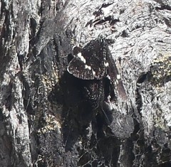 Platagarista macleayi