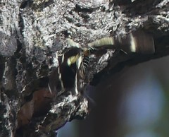 Platagarista macleayi