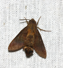 Macroglossum corythus