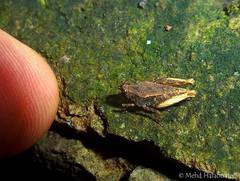 Coptotettix interruptus