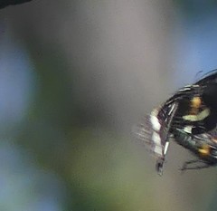 Platagarista macleayi