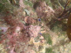 Styelidae