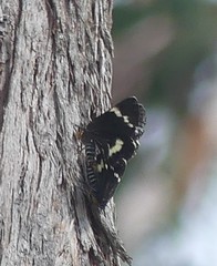 Platagarista macleayi