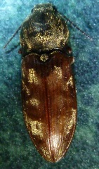 Prosternon bombycinum