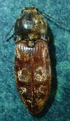 Prosternon bombycinum