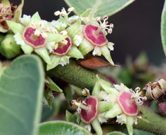 Bridelia retusa