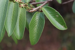 Bridelia retusa