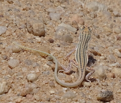 Meroles suborbitalis