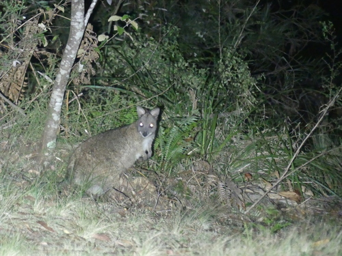Parma Wallaby (Notamacropus parma)