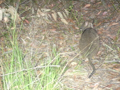 Macropodidae