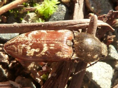 Prosternon bombycinum