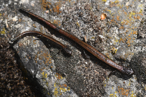 Relictual Slender Salamander, Batrachoseps relictus