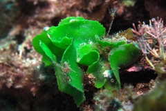 Dictyosphaeria sericea