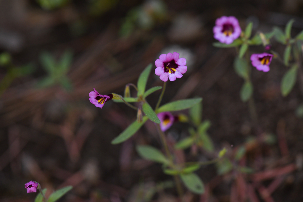 Erythranthe sierrae (Erythranthe sierrae)